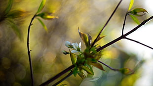 shallow focus of white flower HD wallpaper